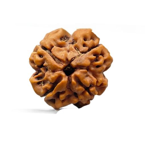 4 Mukhi rudraksha 19.00 mm