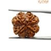 4 Mukhi Rudraksha 18.55 Mm