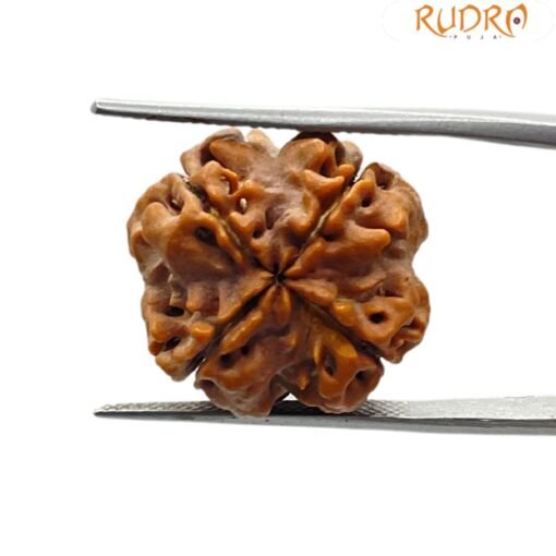 4 mukhi rudraksha 18.55 mm