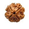 4 Mukhi Rudraksha 18.55 Mm