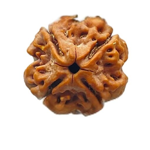 4 mukhi rudraksha 18.55 mm