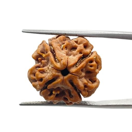 4 Mukhi Rudraksha 18.55 Mm