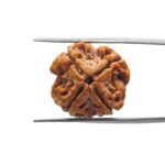 4 mukhi rudraksha 19.65 mm