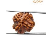 4 mukhi rudraksha 19.65 mm