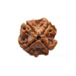 4 Mukhi Rudraksha 19.65 Mm