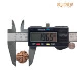 4 Mukhi Rudraksha 19.65 Mm