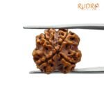 4 mukhi rudraksha 20.05mm