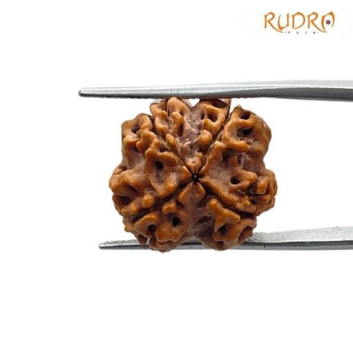 4 mukhi rudraksha 20.05mm