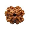 4 Mukhi Rudraksha 20.05Mm