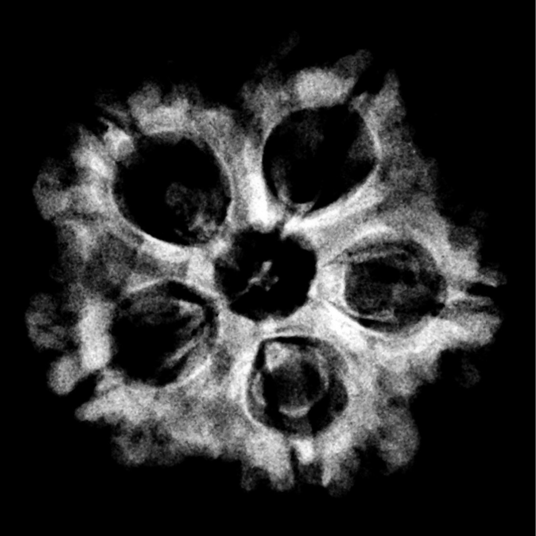 Collector 5 Mukhi Nepal Rudraksha - (22.69 MM) - (Rudrapuja)