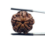 5 Mukhi Rudraksha 21.45 MM
