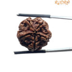 5 Mukhi Rudraksha 21.45 MM