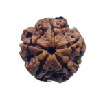 5 Mukhi Rudraksha 21.45 MM