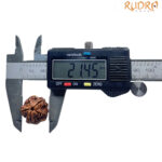 5 Mukhi Rudraksha 21.45 MM