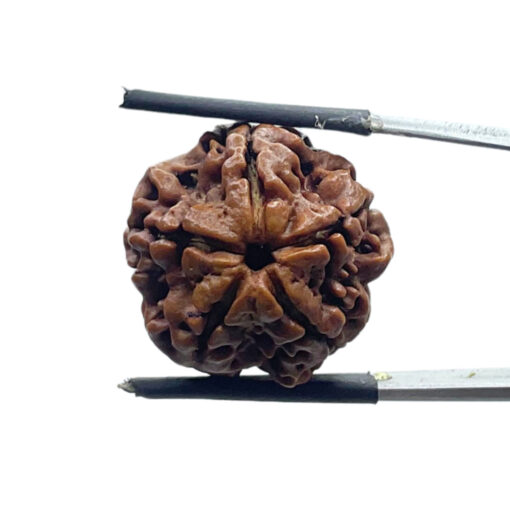 5 Mukhi Rudraksha 21.45 MM