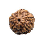 5 Mukhi Rudraksha Nepal - ( 14.93 MM )