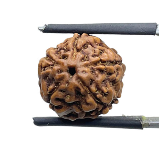 5 Mukhi Rudraksha Nepal - ( 14.93 MM )