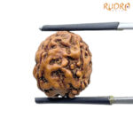 5 Mukhi Rudraksha Nepal - ( 14.93 MM )