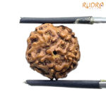 5 Mukhi Rudraksha Nepal - ( 14.93 MM )