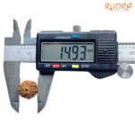 5 Mukhi Rudraksha Nepal - ( 14.93 MM )
