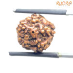 5 Mukhi Rudraksha Nepal (15.17 MM)