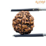 5 Mukhi Rudraksha Nepal (15.17 MM)