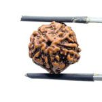 5 Mukhi Rudraksha Nepal (15.17 MM)