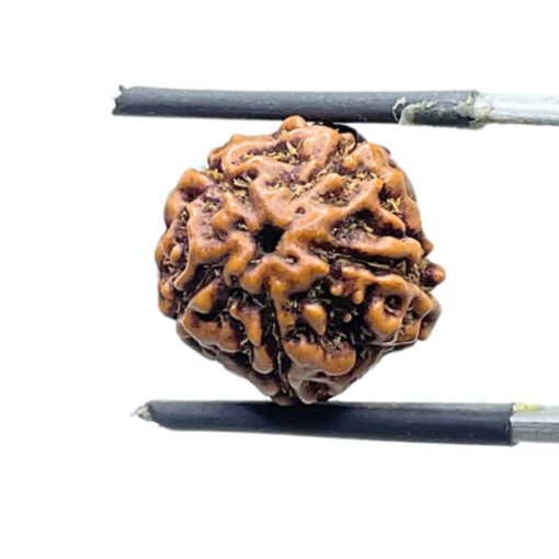 5 Mukhi Rudraksha Nepal (15.17 MM)