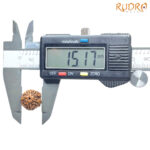 5 Mukhi Rudraksha Nepal (15.17 MM)