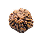 5 Mukhi Rudraksha Nepal (15.17 MM)
