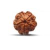 5 Mukhi Rudraksha Nepal - ( 18.94 Mm )