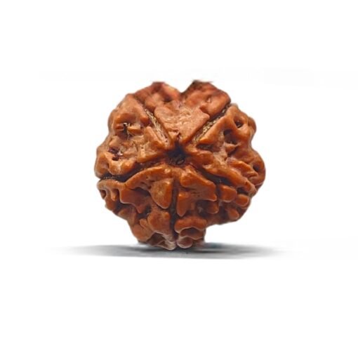 5 Mukhi Rudraksha Nepal - ( 18.94 MM )