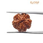 5 Mukhi Rudraksha Nepal - ( 18.94 Mm )