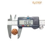 5 Mukhi Rudraksha Nepal - ( 19.30 Mm )