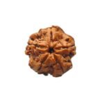 Original Panch Mukhi Rudraksha- ( 19.30 Mm )