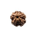 5 Mukhi Rudraksha Nepal (19.40 Mm)