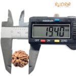 5 Mukhi Rudraksha Nepal (19.40 Mm)