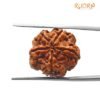 5 Mukhi Rudraksha Nepal (20.44 Mm)