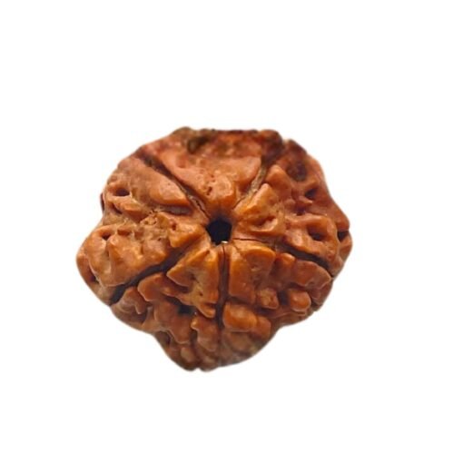 5 Mukhi Rudraksha Nepal (20.44 MM)