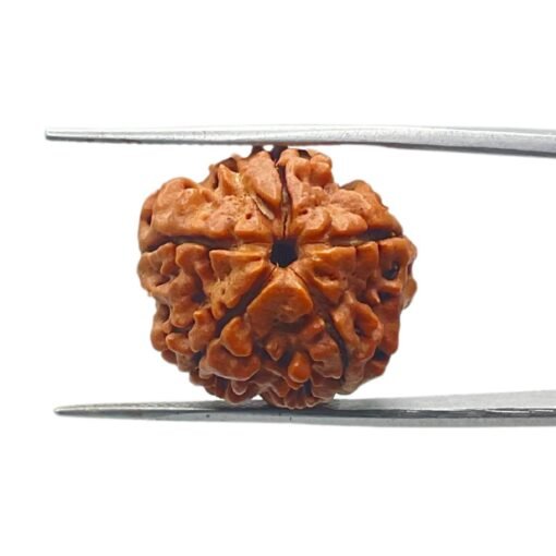 5 Mukhi Rudraksha Nepal (20.44 Mm)