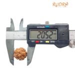 5 Mukhi Rudraksha Nepal - ( 20.52 Mm )