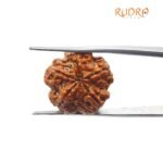 5 Mukhi Rudraksha Nepal - ( 20.52 Mm )