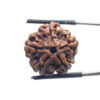 5 Mukhi Rudraksha Nepal - ( 21.23 MM )