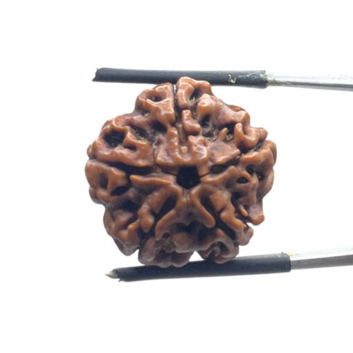 5 Mukhi Rudraksha Nepal - ( 21.23 MM )