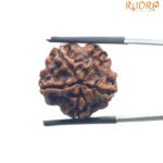 5 Mukhi Rudraksha Nepal - ( 21.23 MM )