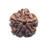 5 Mukhi Rudraksha Nepal - ( 21.23 MM )