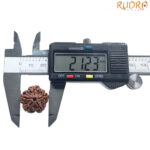 5 Mukhi Rudraksha Nepal - ( 21.23 MM )