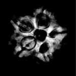 5 Mukhi Rudraksha Nepal - ( 21.45 MM )