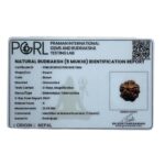 5 Mukhi Rudraksha Nepal - ( 21.45 MM )
