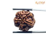 5 Mukhi Rudraksha Nepal - ( 21.45 MM )